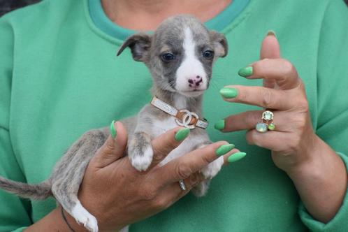 Whippet pup, Dieren en Toebehoren, Honden | Windhonden, Meerdere dieren, Whippet, Fokker | Professioneel, Meerdere, België, 8 tot 15 weken