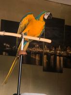 Blauw gele Ara, Dieren en Toebehoren, Vogels | Parkieten en Papegaaien, Vrouwelijk, Papegaai