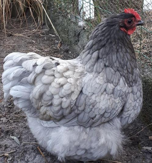Broedeieren  orpington kriel, Dieren en Toebehoren, Pluimvee, Kip, Geslacht onbekend