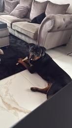 Rottweier reu 1 jaar, Dieren en Toebehoren, Honden | Niet-rashonden, Rabiës (hondsdolheid), Reu, 1 tot 2 jaar, Groot