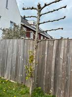 leiline te koop, Tuin en Terras, Ophalen, Volle zon, Overige soorten