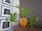 Gratis kamerplant | Philondendron | excl de pot., Overige soorten, Minder dan 100 cm, Halfschaduw, Ophalen