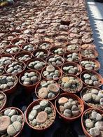 Cactus succulent levende steentjes Potmaat 5,5cm, Vetplant, Ophalen of Verzenden, In pot, Minder dan 100 cm