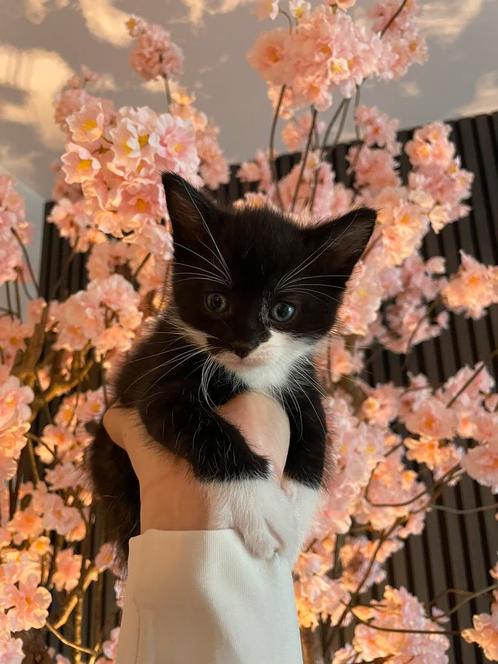 Kittens - geboren op 2 mei, Dieren en Toebehoren, Katten en Kittens | Overige Katten, Meerdere dieren