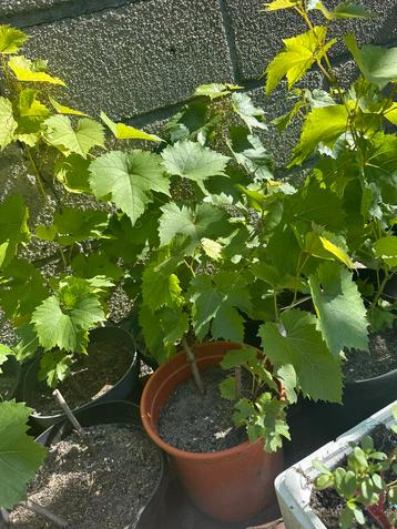 Planten beschikbaar voor biedingen