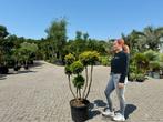 Taxus baccata Semperaurea tuinbonsai / pon pon te koop!!