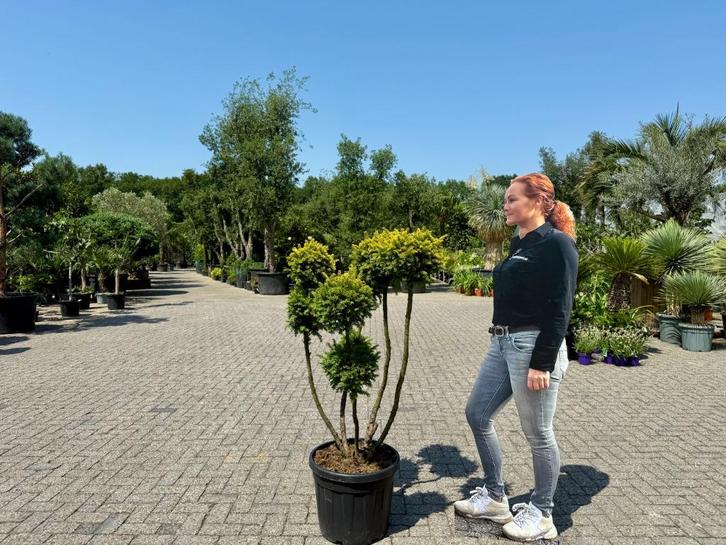 Taxus baccata Semperaurea tuinbonsai / pon pon te koop!!, Tuin en Terras, Planten | Bomen, Overige soorten, Minder dan 100 cm