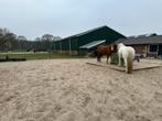 ️ 24/7 buiten plekje vrij voor een of twee merrie’s –Leersum, Dieren en Toebehoren, Stalling en Weidegang, Weidegang, 2 of 3 paarden of pony's