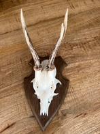 Schedel op hout, Ophalen, Wild dier, Schedel