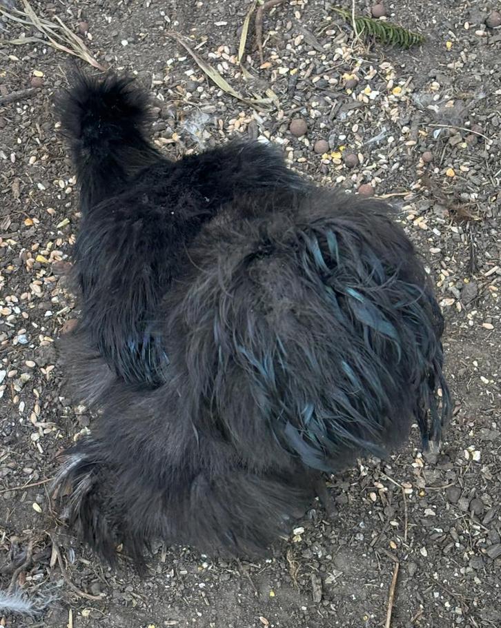 Zijdehoen haantje Pepper zoekt een toompje!, Dieren en Toebehoren, Pluimvee, Kip, Mannelijk