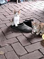 2 leuke boerderij kittens, Dieren en Toebehoren, Katten en Kittens | Overige Katten, Poes, Kortharig, 0 tot 2 jaar