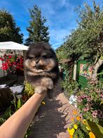 Pomeriaan/pomeranian pup Black & Tan reutje, Dieren en Toebehoren, Keeshond, Reu, CDV (hondenziekte), 8 tot 15 weken