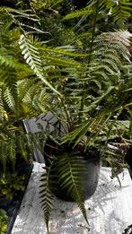 Dicksonia Antarctica, Tuin en Terras, Planten | Tuinplanten, Ophalen, Bloeit niet, Vaste plant, Halfschaduw