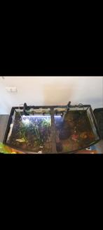 Groot aquarium met Guppen en alle toebehoren, Dieren en Toebehoren, Vissen | Aquariumvissen, Vis, Zoutwatervis