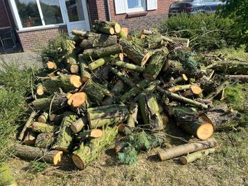 Haardhout dennen  beschikbaar voor biedingen