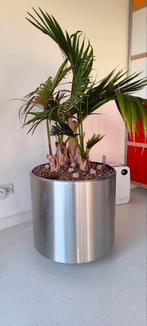 RVS Plantenbak met Hydrocultuur Palm, Ophalen, Palm, Halfschaduw, In pot