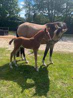 Interesant gefokt hengst veulen te koop, Dieren en Toebehoren, Pony's, Hengst, D pony (1.37m tot 1.48m), Dressuurpony, 0 tot 2 jaar