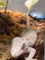 Gargoyle Gecko Vrouw + Terrarium, Dieren en Toebehoren, Reptielen en Amfibieën, Overige soorten, Met terrarium, 0 tot 2 jaar