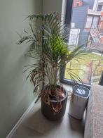 Capi Mooie pot met plant, Tuin en Terras, Overige materialen, Gebruikt, Rond, Tuin