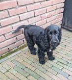 Engelse Cocker Spaniel pup, Dieren en Toebehoren, Honden | Retrievers, Spaniëls en Waterhonden, Particulier, 15 weken tot 1 jaar