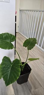 Alocasia Olifantsoor Kamerplant, Huis en Inrichting, Kamerplanten, Overige soorten, In pot, Minder dan 100 cm, Groene kamerplant