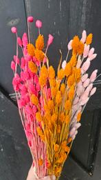 Groot pakket droogbloemen. Gedroogde en geverfde Phalaris, Ophalen of Verzenden, Nieuw