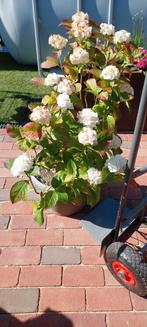 Hortensia wit inclusief kunstofpot, Ophalen, Minder dan 100 cm, Overige soorten, Zomer