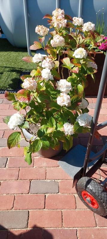 Hortensia wit inclusief kunstofpot  beschikbaar voor biedingen