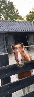Gezocht: Nieuw maatje voor onze Shetlander, Dieren en Toebehoren