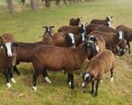 Schapen, ramlammeren, ooilammeren, dekram, Zwartbles, Meerdere dieren, Schaap, 0 tot 2 jaar