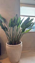Strelitzia kamerplant, Huis en Inrichting, Kamerplanten, Ophalen, Halfschaduw, 150 tot 200 cm