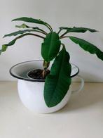 Enamel Chamber Pot geëmailleerd  Ø 22 cm Po, Ophalen, Zo goed als nieuw