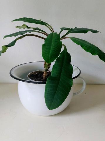 Enamel Chamber Pot geëmailleerd  Ø 22 cm Po beschikbaar voor biedingen