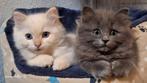 Ragdoll kittens, broer en zus, Dieren en Toebehoren, Meerdere dieren, Ontwormd