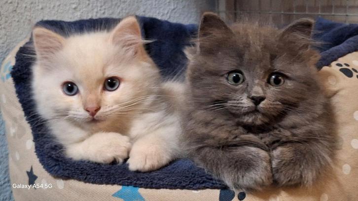Ragdoll kittens, broer en zus, Dieren en Toebehoren, Katten en Kittens | Raskatten | Langhaar, Meerdere dieren, Ontwormd