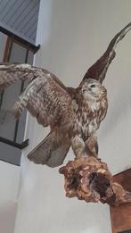 Opgezette Buizerd, Verzamelen, Ophalen, Gebruikt, Vogel, Overige typen