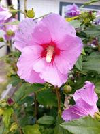 Zaden Hibiscus  ROZE ( zie foto), Ophalen of Verzenden, Overige soorten, Volle zon