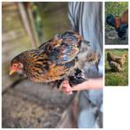Goudpatrijs  Brahma haantjes (groot), Dieren en Toebehoren, Pluimvee, Mannelijk, Kip