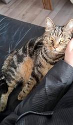 Vermist Berrie kat Hoogeveen Drenthe, Dieren en Toebehoren, Vermiste en Gevonden Dieren