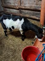 Geiten, Dieren en Toebehoren, Vrouwelijk, Geit