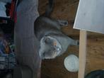 Half bloed britse korthaar, Dieren en Toebehoren, Katten en Kittens | Raskatten | Korthaar, Kater