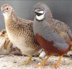 Tekoop chineese dwerg kwartels en zebravinken, Meerdere dieren