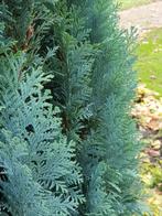 Chamaecyparis Columnaris / conifeer, Ophalen of Verzenden, Conifeer, Haag, Minder dan 100 cm
