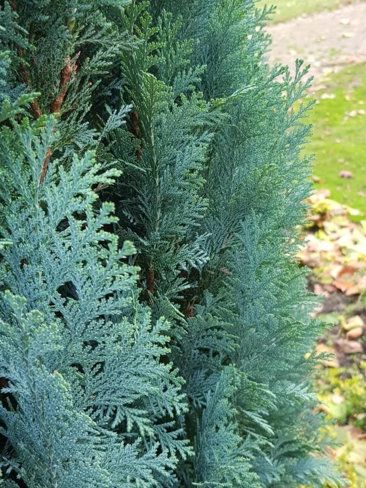 Chamaecyparis Columnaris / conifeer, Tuin en Terras, Planten | Struiken en Hagen, Haag, Conifeer, Minder dan 100 cm, Ophalen of Verzenden