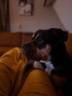 American bully xl teefje zsm, Dieren en Toebehoren, Particulier, Overige rassen, 1 tot 2 jaar, Buitenland