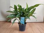 Aglaonema Silver Queen - Chinese Evergreen H: 40 cm., Huis en Inrichting, Ophalen, Overige soorten, Halfschaduw, Minder dan 100 cm