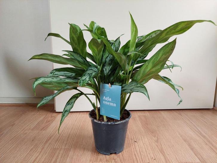 Aglaonema Silver Queen - Chinese Evergreen H: 40 cm., Huis en Inrichting, Kamerplanten, Overige soorten, Minder dan 100 cm, Groene kamerplant