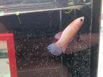 Rapunzel gold pink betta vrouw, Vis