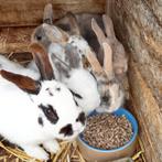 mooie konijntjes beschikbaar, Dieren en Toebehoren, Konijnen, Meerdere dieren, Middelgroot, 0 tot 2 jaar