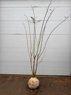 Albizia julibrissin | van 150 tot 250cm | Meerstammig, Tuin en Terras, Planten | Struiken en Hagen, Ophalen, Overige soorten, Struik